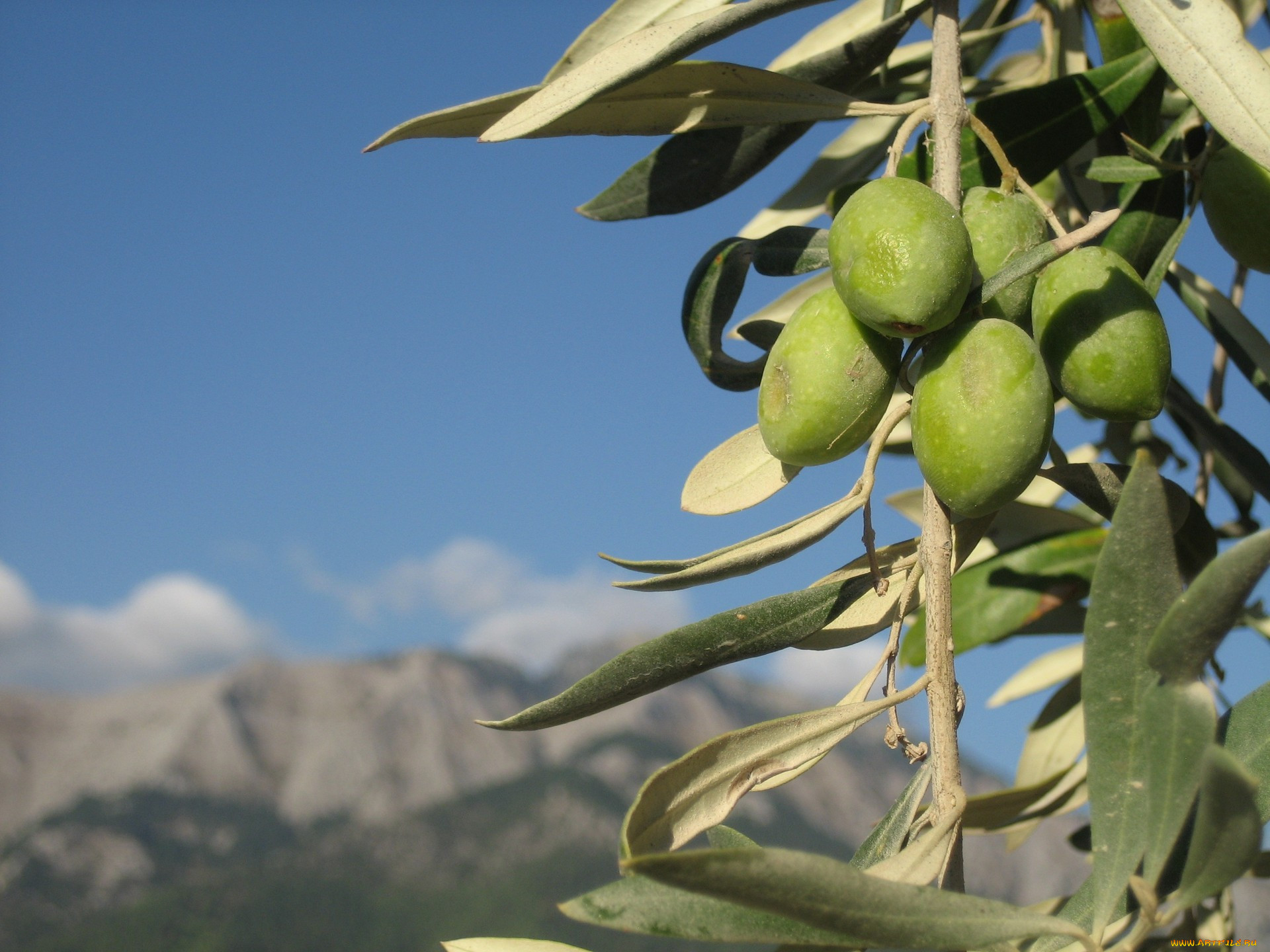 Olive tree. Олива Капская. Дикая олива Эфиопия. Олива европейская (oleaeuropea). Дикая олива в Тунисе.